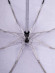 Зонт женский Diniya, 210 картинки Зонт женский Diniya, 210 картинки